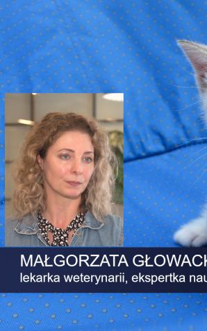 [VIDEO] Prawie milion domowych zwierząt w Polsce jest bezdomnych. W wakacje więcej czworonogów trafia na ulice